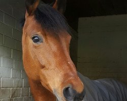 dressage horse Alinda 4 (Mecklenburg, 2003, from Abrax)