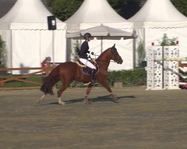 Reitturnier Köln - Reitanlage Brüse 2018