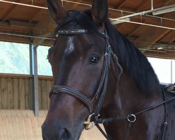 dressage horse Dude 6 (Bavarian, 2010, from Damsey FRH)