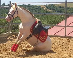 Pferd Asfar Sahib (Lusitano, 2013)