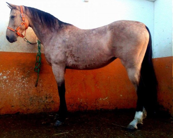 horse SENORITA (Lusitano, 2003)