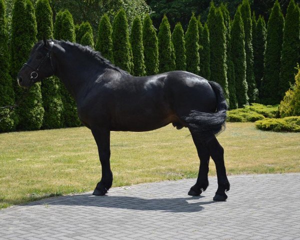 horse Gringo (Polish Warmblood, 2013)