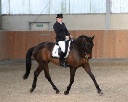 dressage horse Balko 24 (Trakehner, 2002, from Monteverdi)