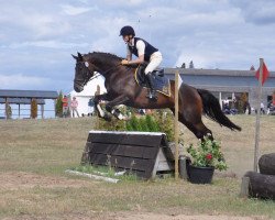 jumper Pamina (Trakehner, 2010, from Iskander)