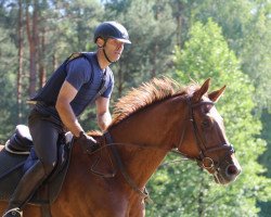 jumper Canterbury 11 (German Sport Horse, 2008, from Cottbus)