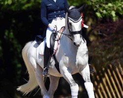 dressage horse Royal Happiness Old (Oldenburg, 2004, from Royal Diamond)