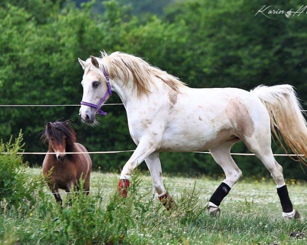 dressage horse Dylailah (Pinto / Hunter, 2009, from Ronan Keating)