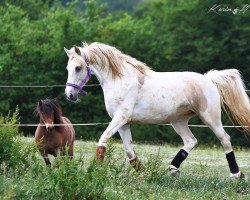 dressage horse Dylailah (Pinto / Hunter, 2009, from Ronan Keating)