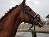 dressage horse Dream of Gold (Oldenburg, 2010, from Donaudichter)