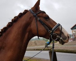 dressage horse Dream of Gold (Oldenburg, 2010, from Donaudichter)