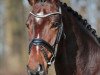 dressage horse Sunmar (Westphalian, 2012, from Sunday)