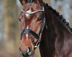 dressage horse Sunmar (Westphalian, 2012, from Sunday)