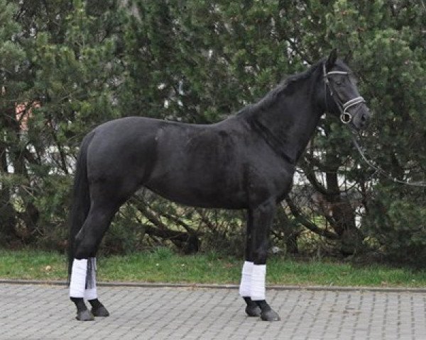 broodmare Sunny (Westphalian, 2006, from Sunny-Boy)