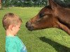 dressage horse Hobbes (German Riding Pony, 2017, from Halifax)