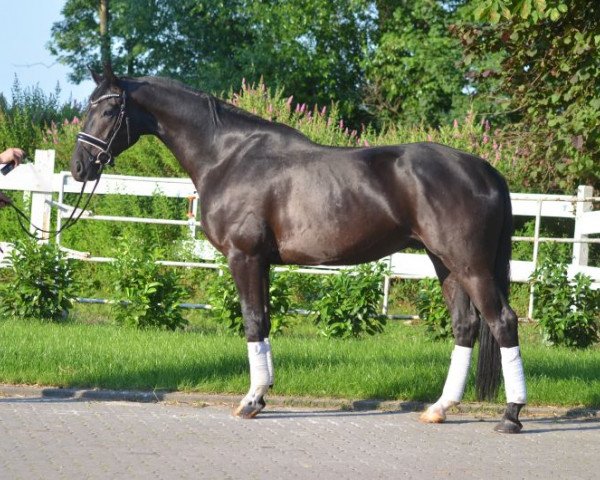 Pferd Wallach von Rotspon (Hannoveraner, 2013)