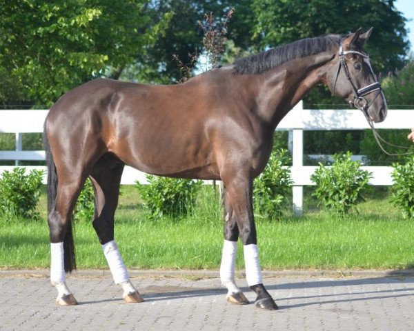 horse Wallach von Decurio (Hanoverian, 2013)