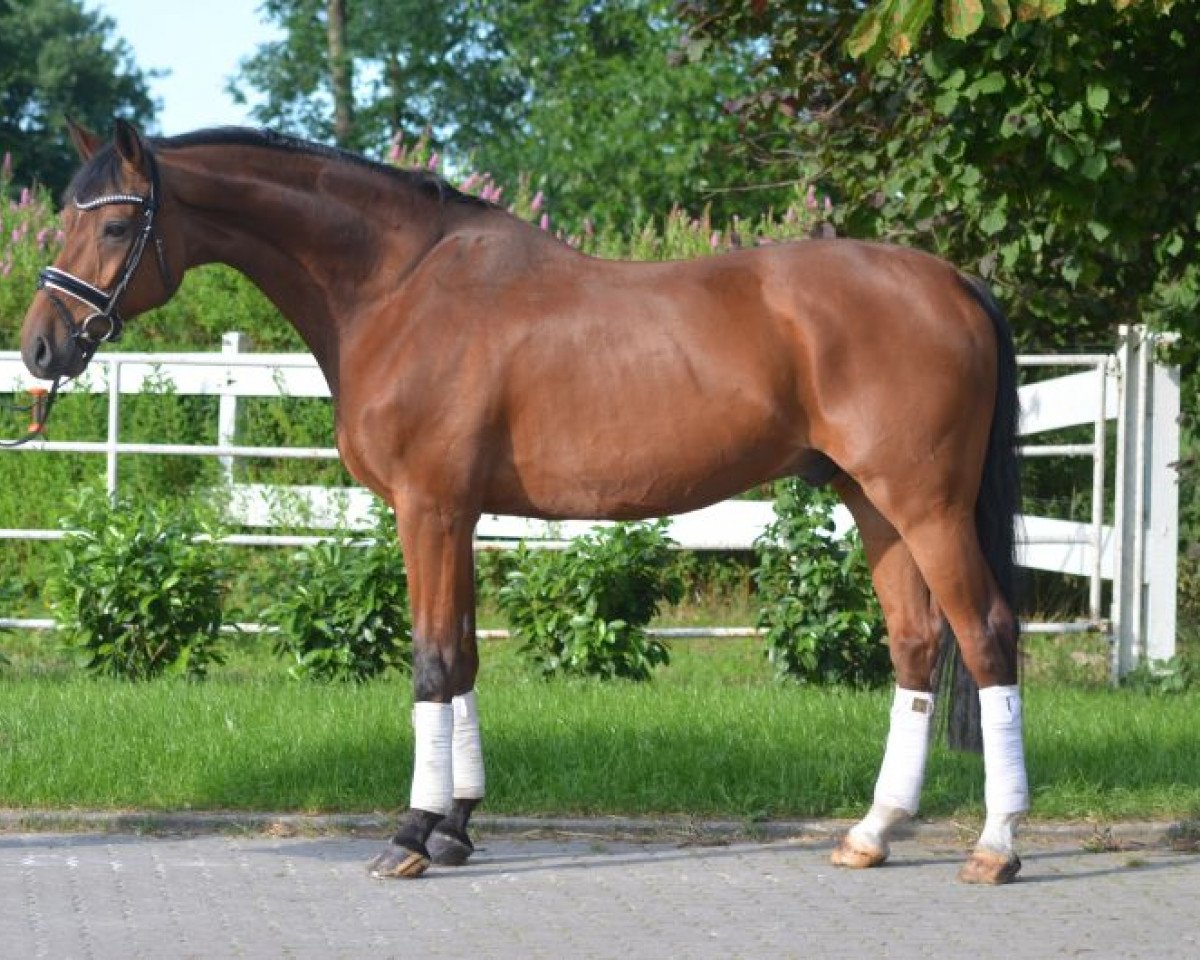 Dressurpferd Wallach von Sandro Hit (Hannoveraner, 2008, von Sandro Hit)