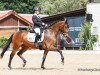 dressage horse Willem 62 (Rhinelander, 2012, from Wynton)