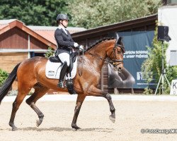 dressage horse Willem 62 (Rhinelander, 2012, from Wynton)