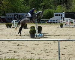 jumper Cino B (Zweibrücken, 2011, from Cellestial)