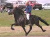 stallion Skarði frá Syðra-Skörðugili (Iceland Horse, 1974, from Kulur frá Eyrarbakka)