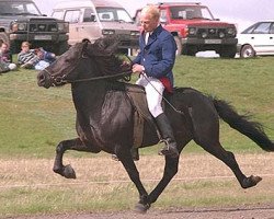 stallion Skarði frá Syðra-Skörðugili (Iceland Horse, 1974, from Kulur frá Eyrarbakka)