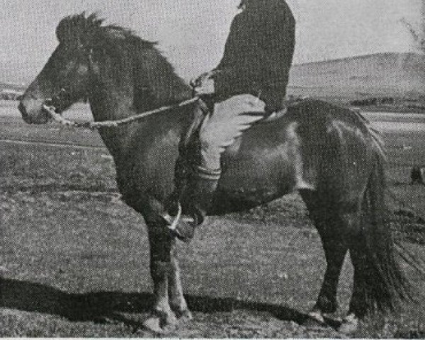 broodmare Kvika frá Hesti (Iceland Horse, 1961, from Nökkvi frá Hólmi)