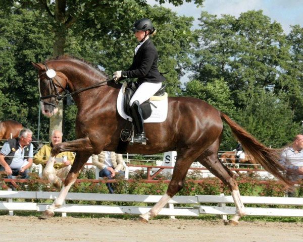 dressage horse Bertone S (Hanoverian, 2013, from Callaho's Benicio)