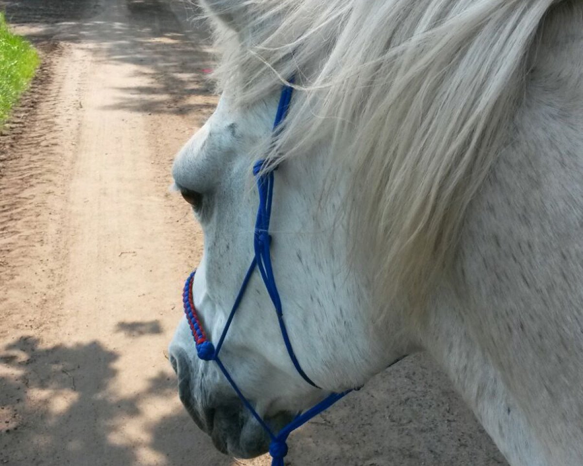 horse Cosy (German Riding Pony, 1988, from Nevada)
