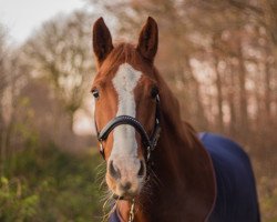 broodmare Camilla (Holsteiner, 2010, from Corrado II)