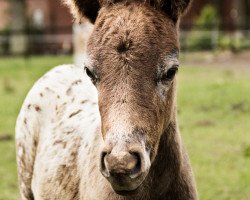 stallion Papillion vom Leisch (Nederlands Appaloosa Pony, 2017)