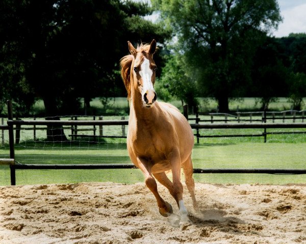 broodmare White Lady H (Hanoverian, 2006, from White Star)