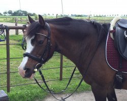 Dressurpferd Ukena (Welsh Pony (Sek.B), 2000, von Hondsrug Don Gregory)