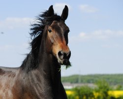 broodmare Caluna S (Hanoverian, 2010, from Canterbury)