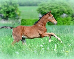 broodmare Cookie (Hanoverian, 2017, from Chacoon Blue)