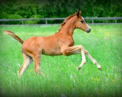 broodmare Skaya (Hanoverian, 2017, from Sir Donnerhall I)