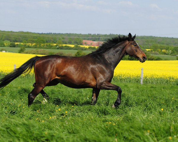 broodmare Sydney (Hanoverian, 2008, from Shakespeare in Love)