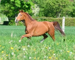 broodmare Shiloh (Hanoverian, 2008, from St. Moritz)