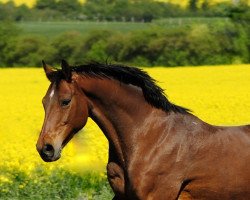 broodmare Laurina (Hanoverian, 2004, from Lauries Crusador xx)