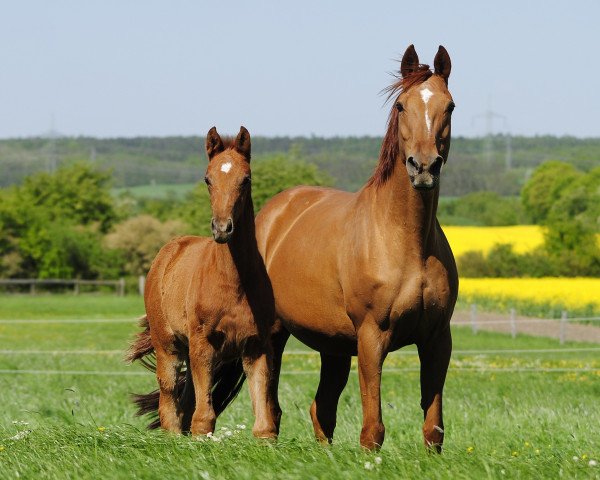 broodmare Mon Amie (Hanoverian, 2001, from Markus Deak xx)