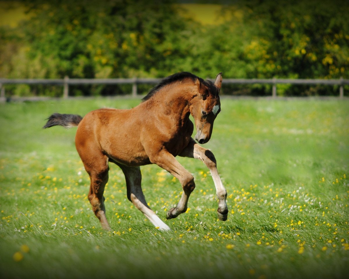 broodmare Classic Dakota (Hanoverian, 2016, from Casallco)