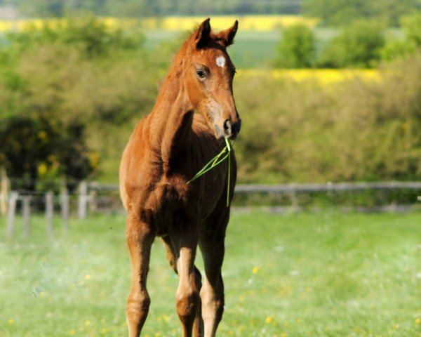 broodmare Vemi (Hanoverian, 2016, from Vilancio)