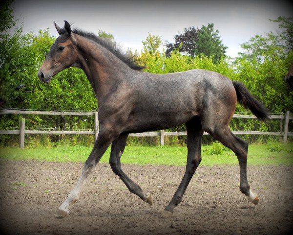 broodmare Gill (Hanoverian, 2016, from Grey Top)