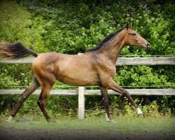 broodmare Giesela (Hanoverian, 2015, from Grey Top)