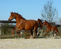 broodmare Chiara (Hanoverian, 2012, from Check In 2)