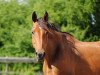 broodmare Lady (Hessian Warmblood, 2000, from Latouro)