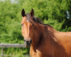 Zuchtstute Lady (Hessisches Warmblut, 2000, von Latouro)