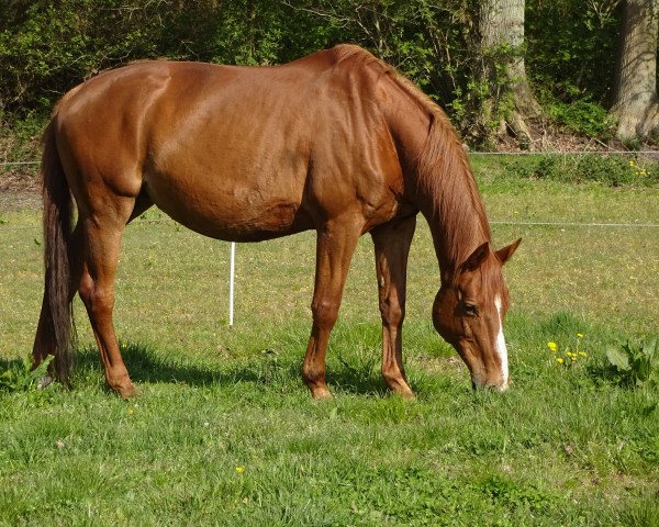 Zuchtstute Donette (Trakehner, 1997, von Sponeck)