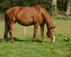 Pferd Donette (Trakehner, 1997, von Sponeck)