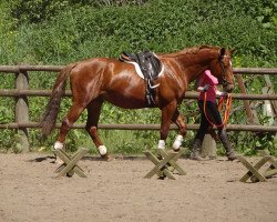 dressage horse Do it (Trakehner, 2014, from Mendelsohn)